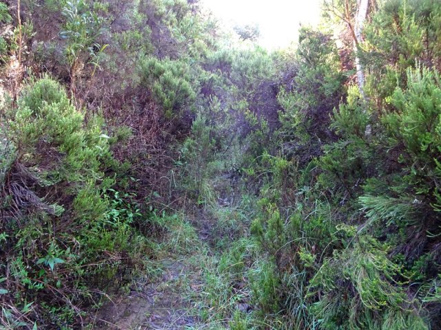 Courte traversée encombrée pour atteindre le Sentier de Découverte de la Tamarinaie du Maïdo