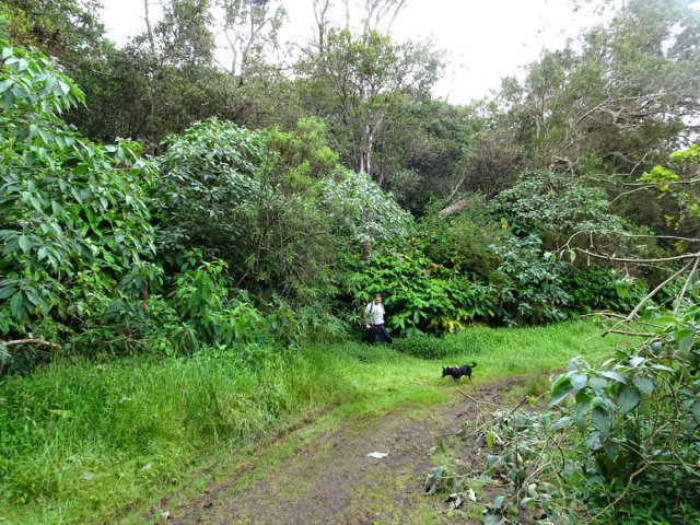 On retrouve régulièrement la Piste forestière des Palmistes