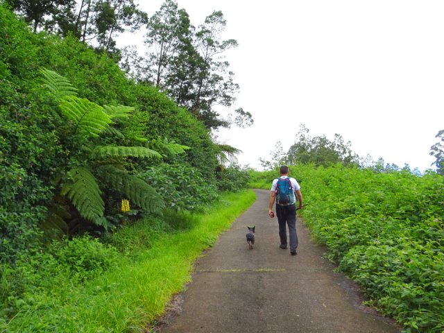 La route étroite bordée de prairies où l'on retrouve les invasives sans plaisir