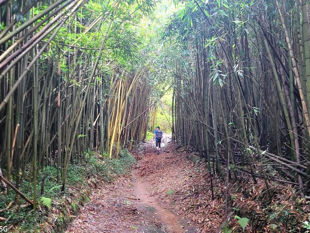 L'envahissement des bambous est plus agréable que celui des galaberts