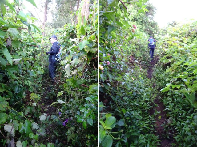 Toutes les invasives luttent pour leur supériorité