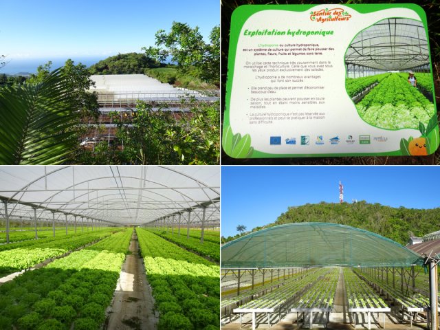 Immense exploitation hydroponique