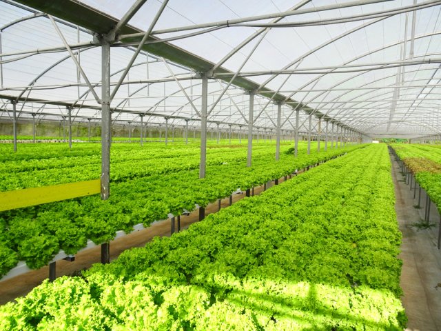 Des milliers de salades sous un hectare de plastique