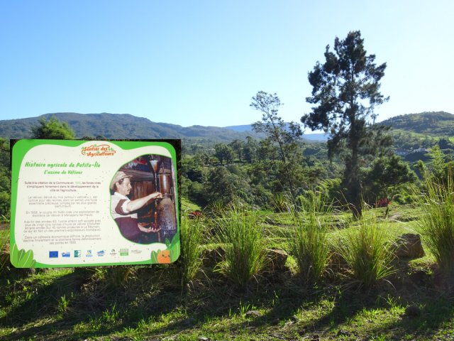 Quelques pieds de vétiver près du panneau résumant son histoire