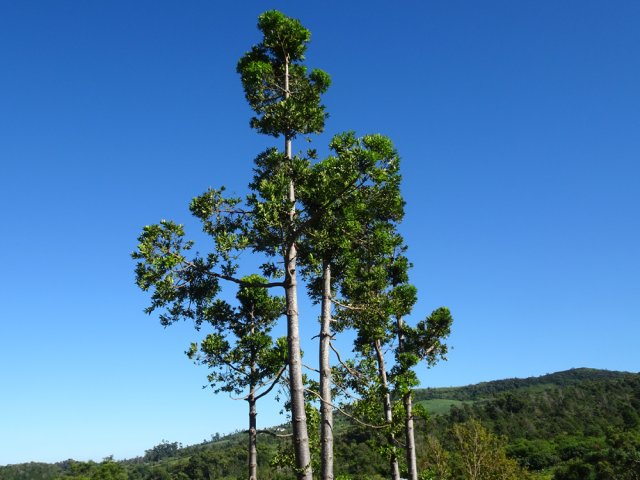 Le kauri du Queensland est un conifère ressemblant à un arbre ordinaire