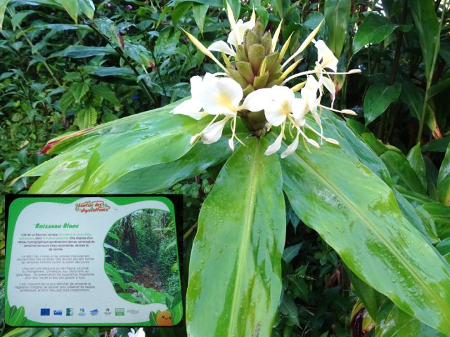 Du Ruisseau blanc que l'on traverse, on ne voit surtout que les longoses