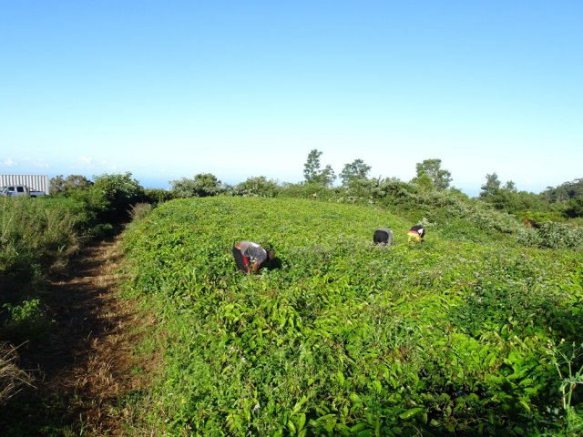Les premiers agriculteurs rencontrés expliquent en quelques mots la culture du cambarre