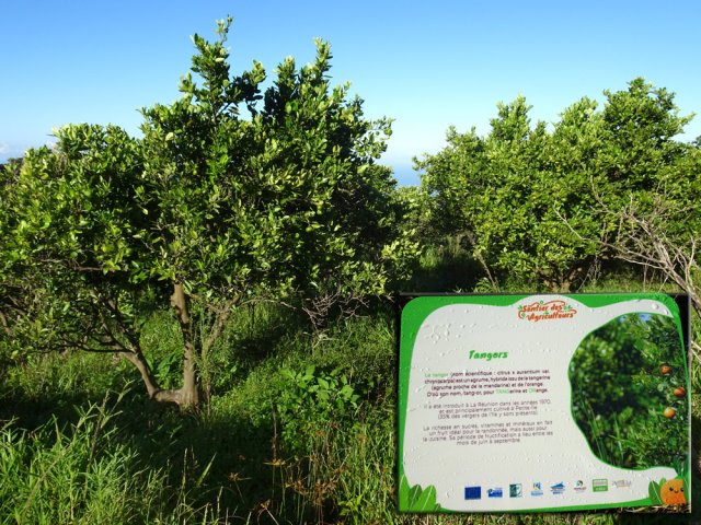 Bien repérer les tangors qui disparaissent très vite en raison des maladies