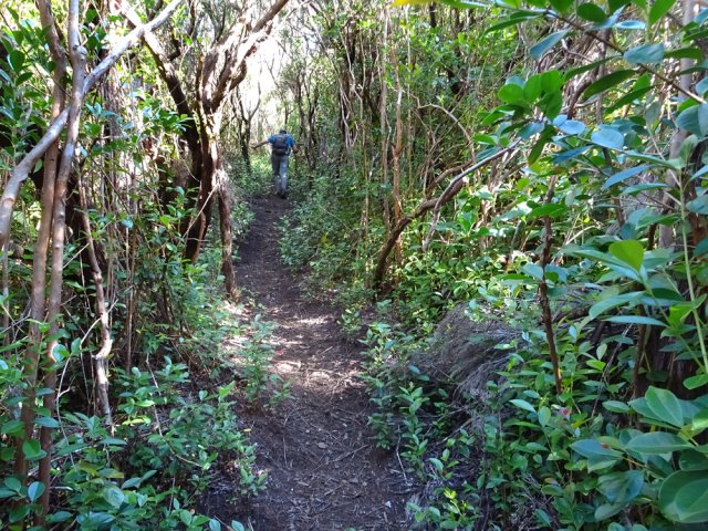 Reprendre la montée dans les goyaviers