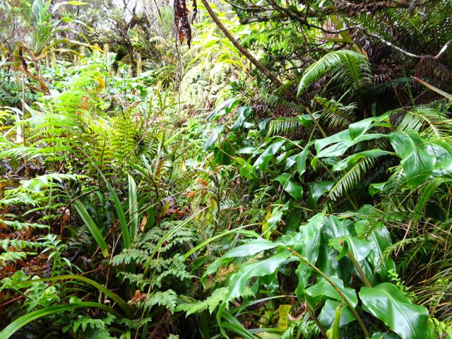 Le Sentier n'est pas encore totalement bouché aux abords du piton Bémassoune