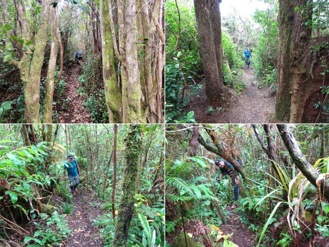 Montée régulière dans les sous-bois envahis de goyaviers