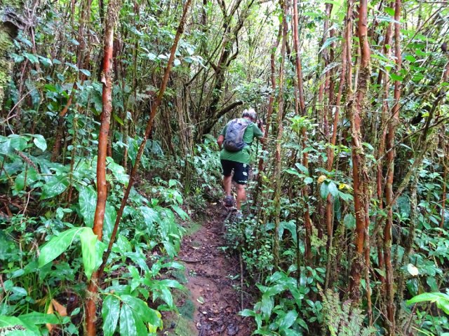 Encore des goyaviers entre la Ravine Sèche et la Ravine du Coteau Rouge