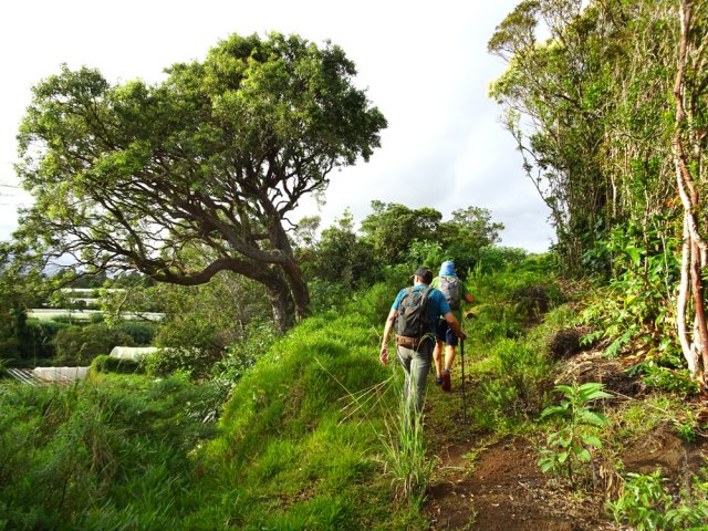 Un beau camphrier isolé près des serres de la Maison Martin