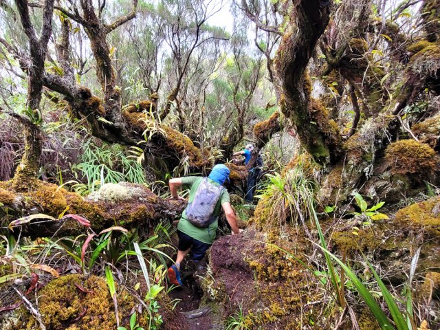 Traversée d'une superbe zone de branles moussus dignes de ceux du Piton Tortue
