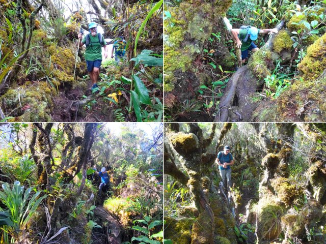 Un régal que cette courte portion dans les mousses