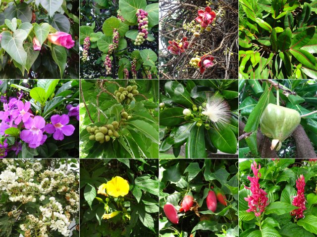 Profiter également d'une incroyable diversité de fleurs et arbres