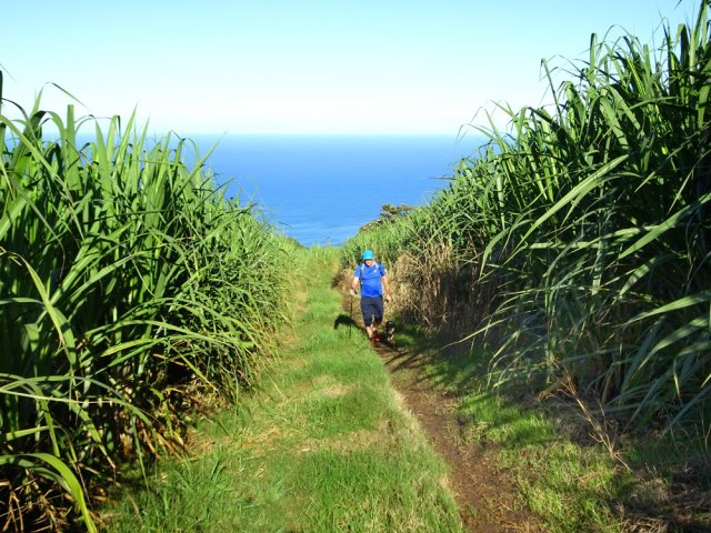 Plus on monte, plus la canne à sucre est présente