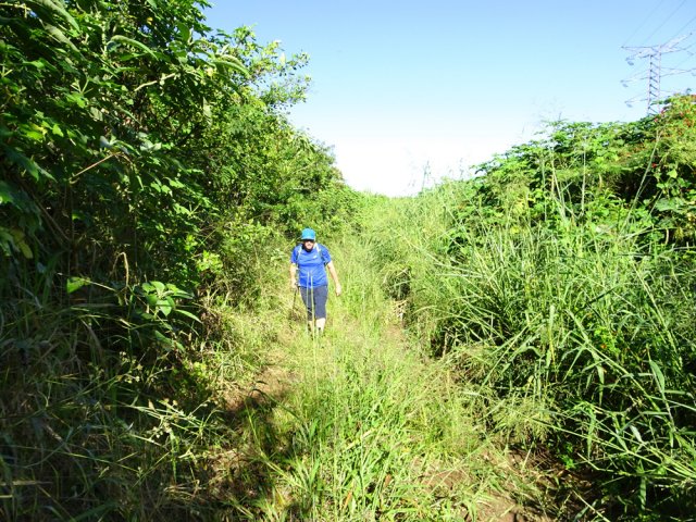 Quand il n'y a pas de canne, le chemin est plus ou moins bien entretenu