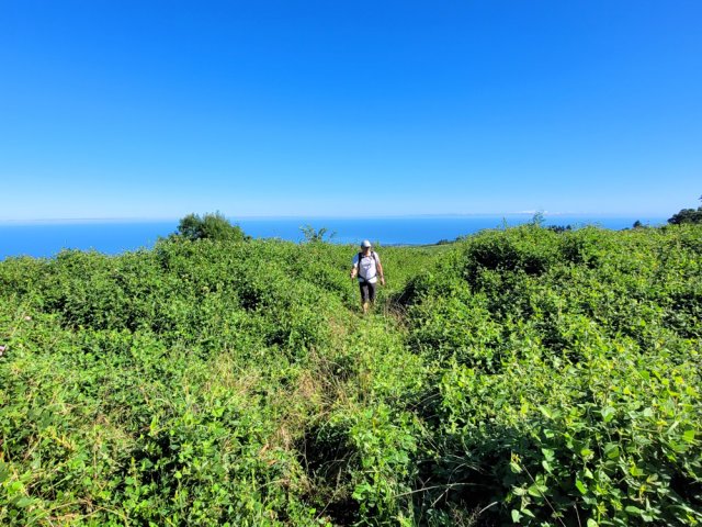 Les desmodium ont colonisé une grande partie de la campagne