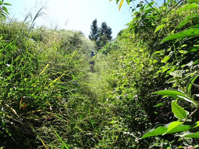 Plus haut, les herbes dépassent la hauteur du randonneur