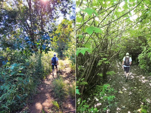 Traversée du bosquet d'eucalyptus et plus haut, de tournesols mexicains