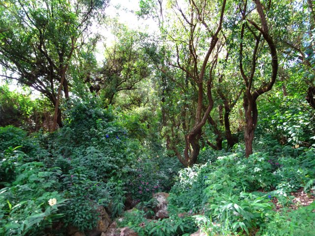 Superbe bois d'eucalyptus le long de l'affluent du Bras d'Aniel