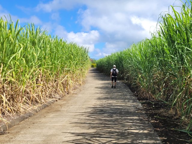 On retrouve les cannes avec un cheminement propre et très rapide