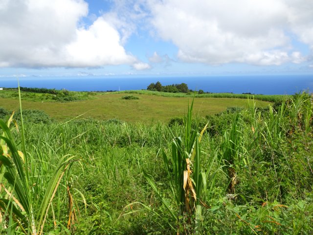 Quelques prairies ne sont pas encore abandonnées