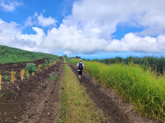Plantation de vétiver le long de la piste
