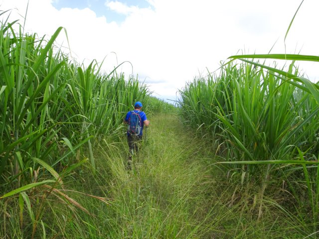 On retrouve quelques tronçons envahis de hautes herbes