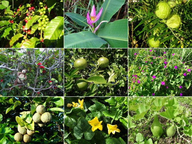 Nombreuses découvertes végétales pendant la traversée du village