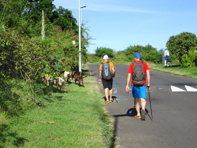 Les cabris ne sont pas effarouchés par les randonneurs...