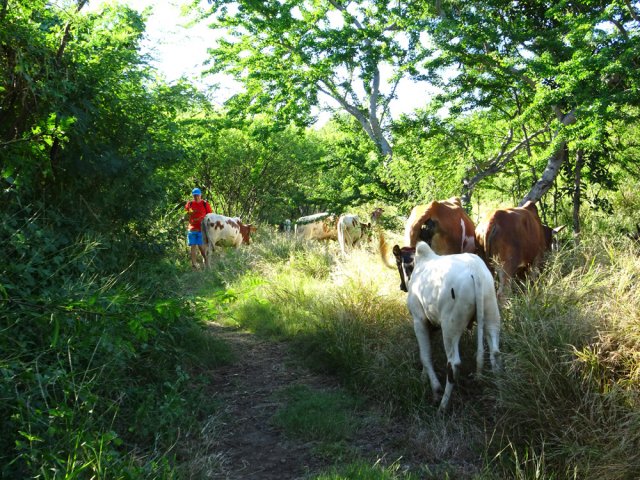 ... en revanche, c'est au randonneur de prendre garde aux taureaux !