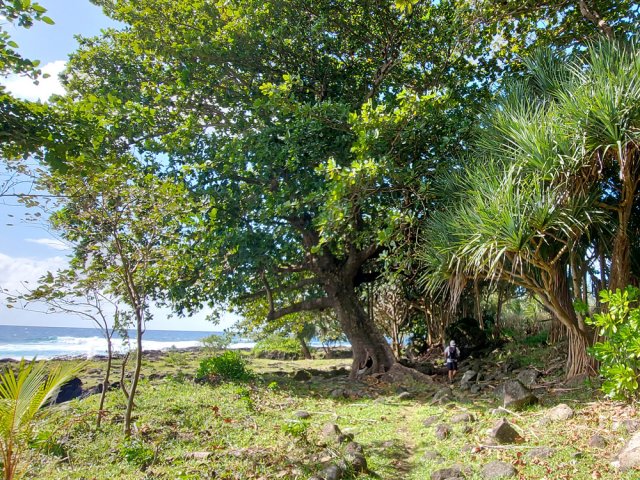 L'énorme badamier de la Pointe Corail