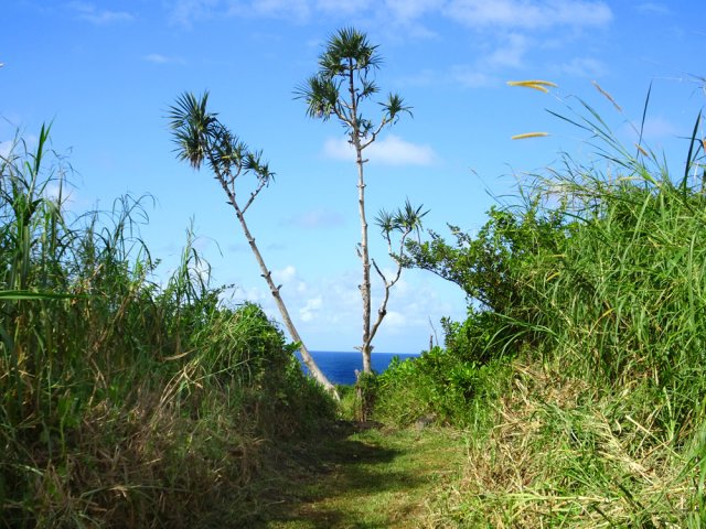 Sentier bien entretenu dans les hautes herbes