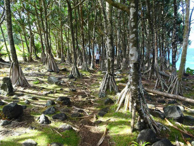 Nouvelle plantation de vacoas