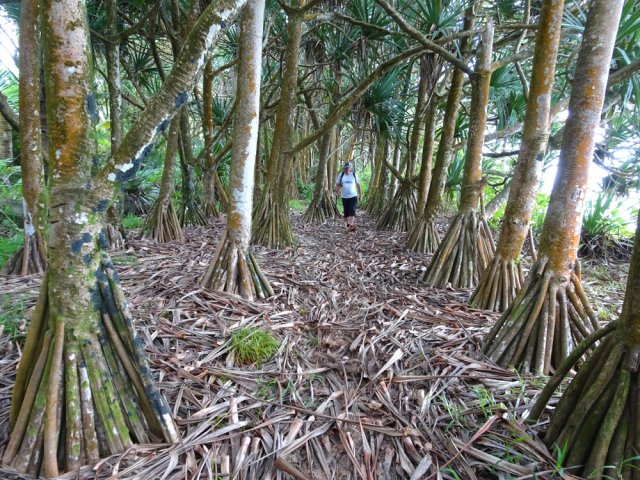 Plantation de vacoas au plus près de la mer