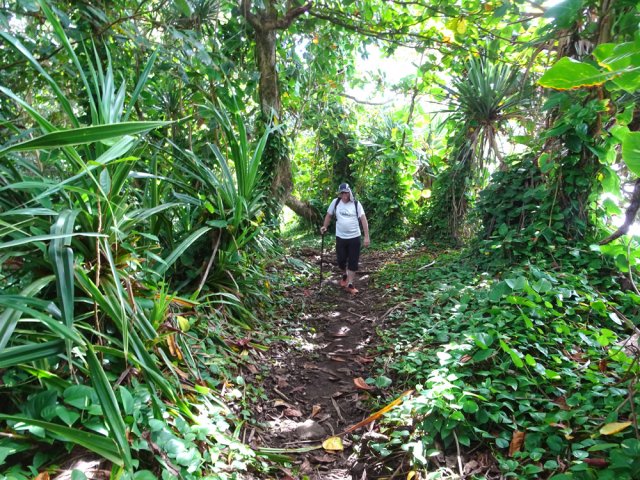 Certaines zones sont couvertes de pothos