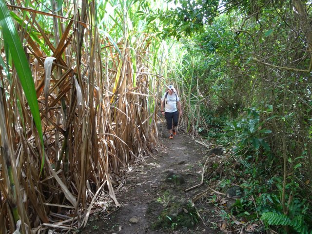 Un champ de canne à l'approche de la Pointe Corail