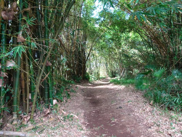 On retrouve régulièrement de grosses touffes de bambous