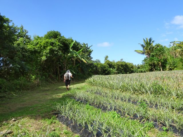 Un grand champ d'ananas Victoria