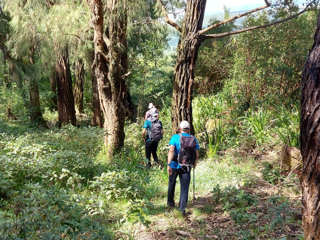 Agréable sous-bois de camphriers le long de la ligne domaniale