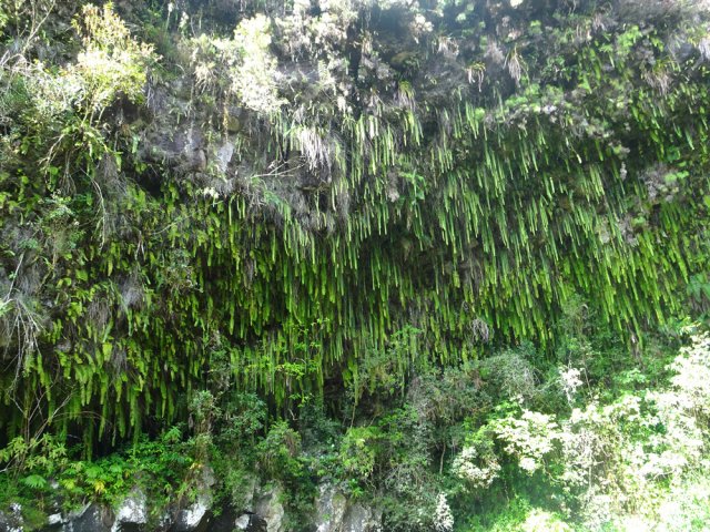 La falaise est couverte de longues fougères