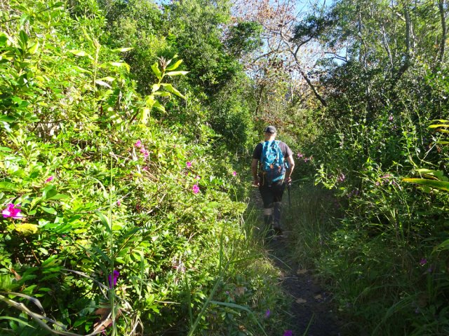 Les azalées fleuries bordent le passage toujours agréable