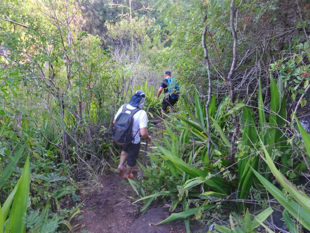 Un sentier dans les chocas descend en direction de la Ravine Tabac
