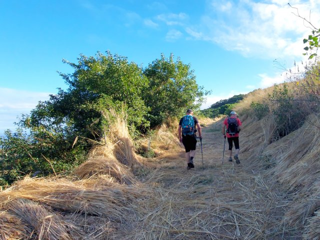 Une fois fauché, le vétiver finit en gerbes sur le bord du chemin