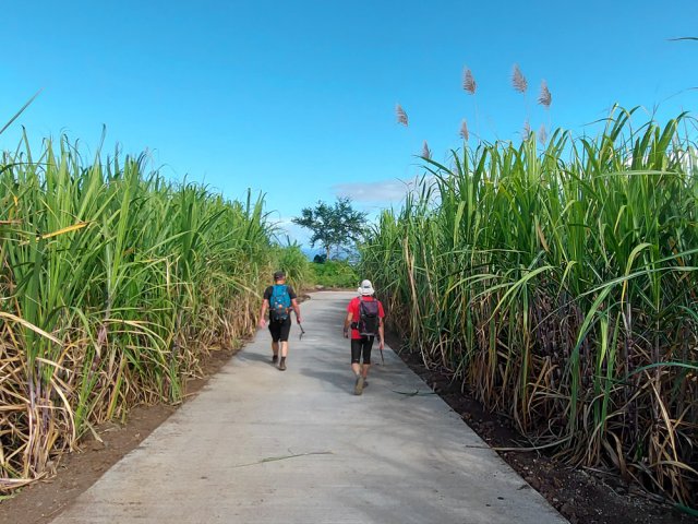 Le retour vers La Saline les Bains emprunte des pistes récemment bétonnées