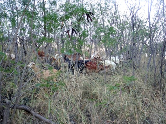 On sent les biquettes à 100 m avant de les apercevoir