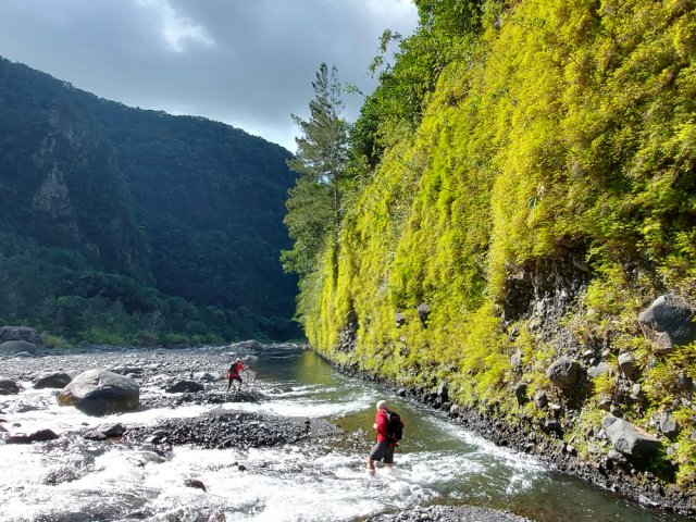 La falaise, recouverte de bambous nains d'un beau jaune au soleil