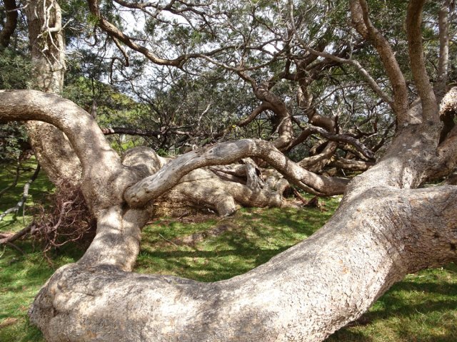 Trois énormes tamarins des hauts terrassés, mais encore vivants au pied du Piton de Tangues